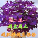 【天天特价】紫花幸运草紫蝴蝶三叶草紫叶酢浆草种子室内盆栽花卉