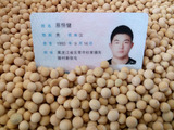 2015年新黄豆 东北黑龙江有机大豆 非转基因农家自种 豆芽豆浆用