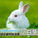 小白兔子活体 迷你宠物兔宝宝 宠物兔子活体小兔子 包邮送运输笼
