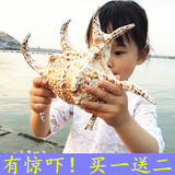 天然贝壳海螺地中海风情摆件超大六角螺蜘蛛摆件螺创意礼品装饰品