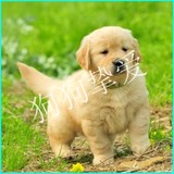 纯种金毛犬幼犬宠物狗狗出售 金毛巡回犬血统纯种健康J20