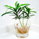 迷你花卉小植物 防辐射 净化空气 吸收二氧化硫 日本罗汉松 盆栽