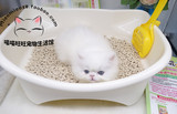 日本进口佳乐滋双层小号猫砂盆半封闭迷你防溅猫厕所幼猫用包邮