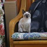 宠物猫活体泰国暹罗猫弟弟海豹重点色幼猫公猫宠物