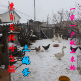 土鹅蛋来自东北哈尔滨农家大院黑龙江省散养纯天然新鲜去胎毒包邮