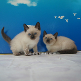 泰国暹罗猫 宠物猫活体 纯种暹罗幼猫 宠物猫包健康