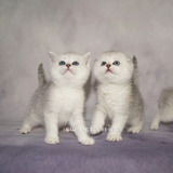出售纯种英短幼猫 家养英短蓝猫银渐层英短蓝白包健康
