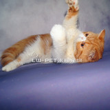 出售极品加菲猫宠物猫母加菲猫幼猫纯种红虎斑加菲猫纯种
