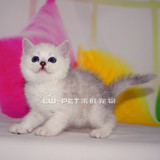 英短蓝猫纯种英短宠物猫幼猫英短蓝白幼猫英短宠物猫母