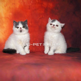 纯种加菲猫宠物加菲猫幼猫纯种红虎斑加菲猫宠物活体包邮