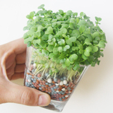 Ecoey创意陶碳球负离子玻璃小盆栽 水培种子办公室桌面小绿植