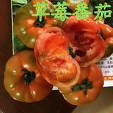 草莓柿子番茄铁皮柿子籽西红柿蔬菜水果种子四季春秋播寿光口感好