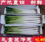【山东特产】正宗章丘大葱 绿色农家新鲜蔬菜礼盒 网思葱 包邮