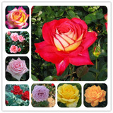 藤本月季花 大花月季  盆栽 月季玫瑰花苗 3颗包邮 包对色对版