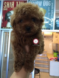 泰迪犬活体宠物纯种茶杯幼犬出售棕色白色超小体玩具型贵宾犬家养