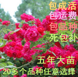 多花蔷薇花苗 爬藤月季玫瑰爬墙 5年苗庭院花卉盆栽四季开花 植物
