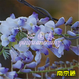 紫藤种子高档爬藤植物 花种子重瓣紫藤花苗花卉种子