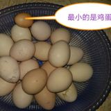 蓝孔雀种蛋/食用蛋（新鲜蛋，未孵化过，受精率95%以上）