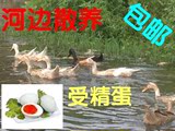 包邮农村散养新鲜土鸭蛋笨鸭蛋麻鸭蛋水鸭蛋种蛋受精蛋可孵化