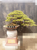 日本进口高档盆景八房五针松最高贵品—那须娘五针松微型松大阪松