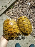 宠物龟黄金龟 巴西龟 彩龟 活体 情侣巴西龟 巴西龟活体 乌龟