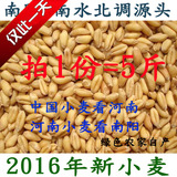 麦子2016新小麦粒 小麦草农家种子 小麦苗榨汁麦芽糖 猫草 麦子