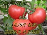 山东农家自种自然熟新鲜无公害蔬菜 大小西红柿 番茄 现摘现卖