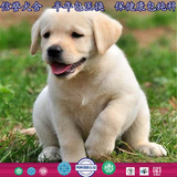 纯种拉布拉多犬 幼犬出售 导盲犬宠物狗 奶白黄黑咖啡色 性格温顺