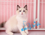 【琥珀】布偶猫 长毛猫 海报双色布偶幼猫DD 公活体宠物有视频