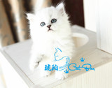【琥珀】金吉拉猫 波斯猫 银色渐层猫猫咪dd公宠物有视频