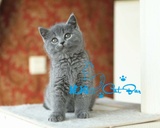 【琥珀】英国短毛猫英短蓝猫MM母 活体宠物有视频