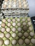 珍珠鸡种蛋 受精蛋 可以孵化的种蛋