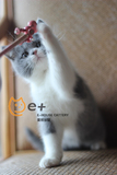 CFA猫舍【E-HOUSE】纯种蓝白/蓝色加白英短英国短毛猫DD15/11/3生