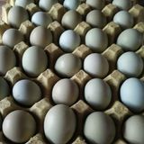 大别山绿壳鸡种蛋乌鸡种蛋土鸡蛋种蛋珍思然优质农产品