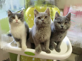 【兰猫坊】英国短毛猫英国蓝猫 超可爱蓝白双色英短DD 纯种猫幼猫