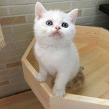 【兰猫坊】超萌纯白色乳白双色高白奶油色梵文英国短毛猫宠物猫