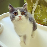 【兰猫坊】超可爱蓝白双色英短 英国短毛猫英国蓝猫DD 纯种猫幼猫