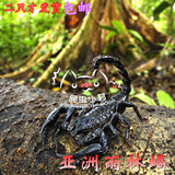 宠物蝎子亚洲雨林蝎活体巨型蝎子假帝王蝎亚成成体14-17二只包邮