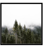 北欧风海报清新迷雾森林树林绿色树木大自然风景摄影作品 装饰画