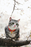 私房猫咪 日本和风招财猫KOJIMA 猫项圈 带铃铛宠物项圈