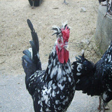 纯种贵妃鸡种蛋珍珠鸡种蛋五黑一绿种蛋白凤乌鸡种蛋受精蛋90%