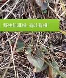 5件包邮 重庆农村野生新鲜折耳根纯天然绿色鱼腥草可摘种子 250克