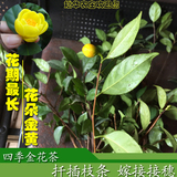 崇左四季金花茶枝条 四季开花的金花茶树苗 名贵珍稀金茶花苗盆栽