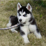 全国出售哈士奇幼犬幼崽西伯利亚雪橇犬纯种蓝眼三火活体宠物狗狗