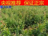 优质河阴软子石榴树苗，突尼斯软籽树苗0.3以上2年可结果100棵包
