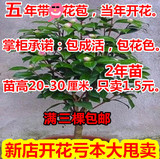 精品茶花苗 山茶花盆栽四季绿植物花卉观花庭院阳台蔷薇玫瑰牡丹