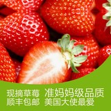 新鲜草莓奶油香味 有机燕山特产草莓现摘现发空运产地直供富晒1莓