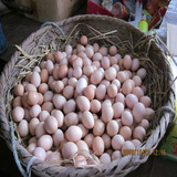 农家散养草鸡蛋土鸡蛋贵妃鸡蛋种蛋受精蛋