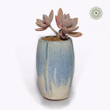 宜兴紫砂流釉多肉植物小老桩创意造型园艺陶瓷小口径高盆多色特价