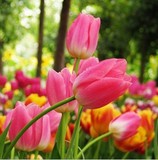 春播种子郁金香种球花卉阳台盆栽绿色水培鲜花植物花籽花种四季花